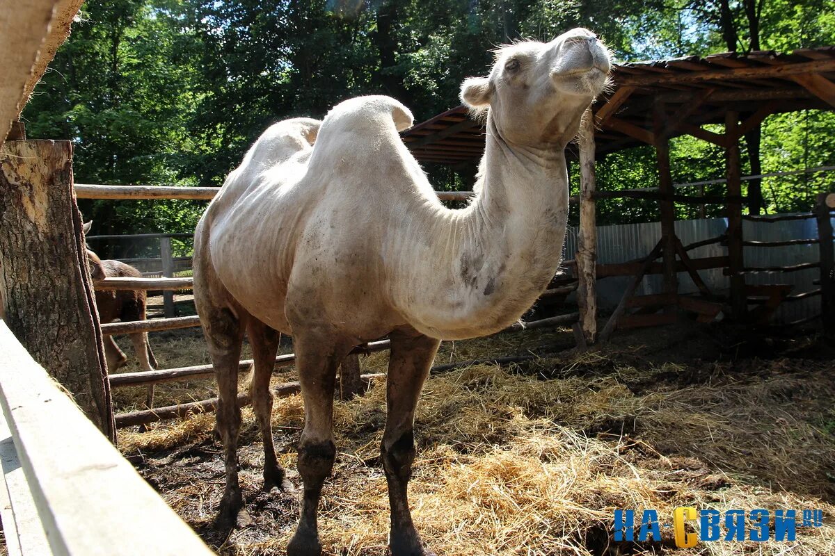 Новосибирский контактный зоопарк парк березовая роща. Зоопарк ельниковская роща уфа. Зоопарк в роще. Зоопарк новочебоксарск ельниковская роща. Зоопарк в ельниковской роще.