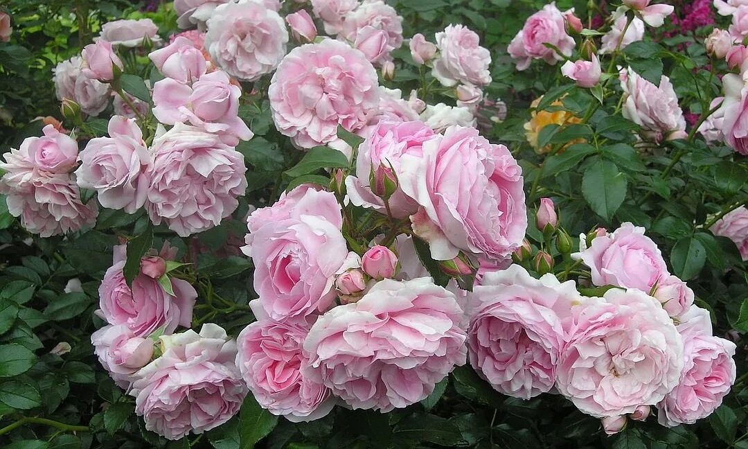 Лучшие сорта флорибунд для подмосковья розы. Лучшие сорта флорибунд для подмосковья розы. Роза leonardo-da-vinci. Роза флорибунда кимоно. Роза баллада флорибунда.