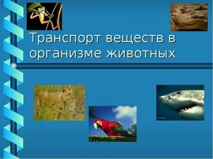 Транспорт веществ у животных осуществляется благодаря