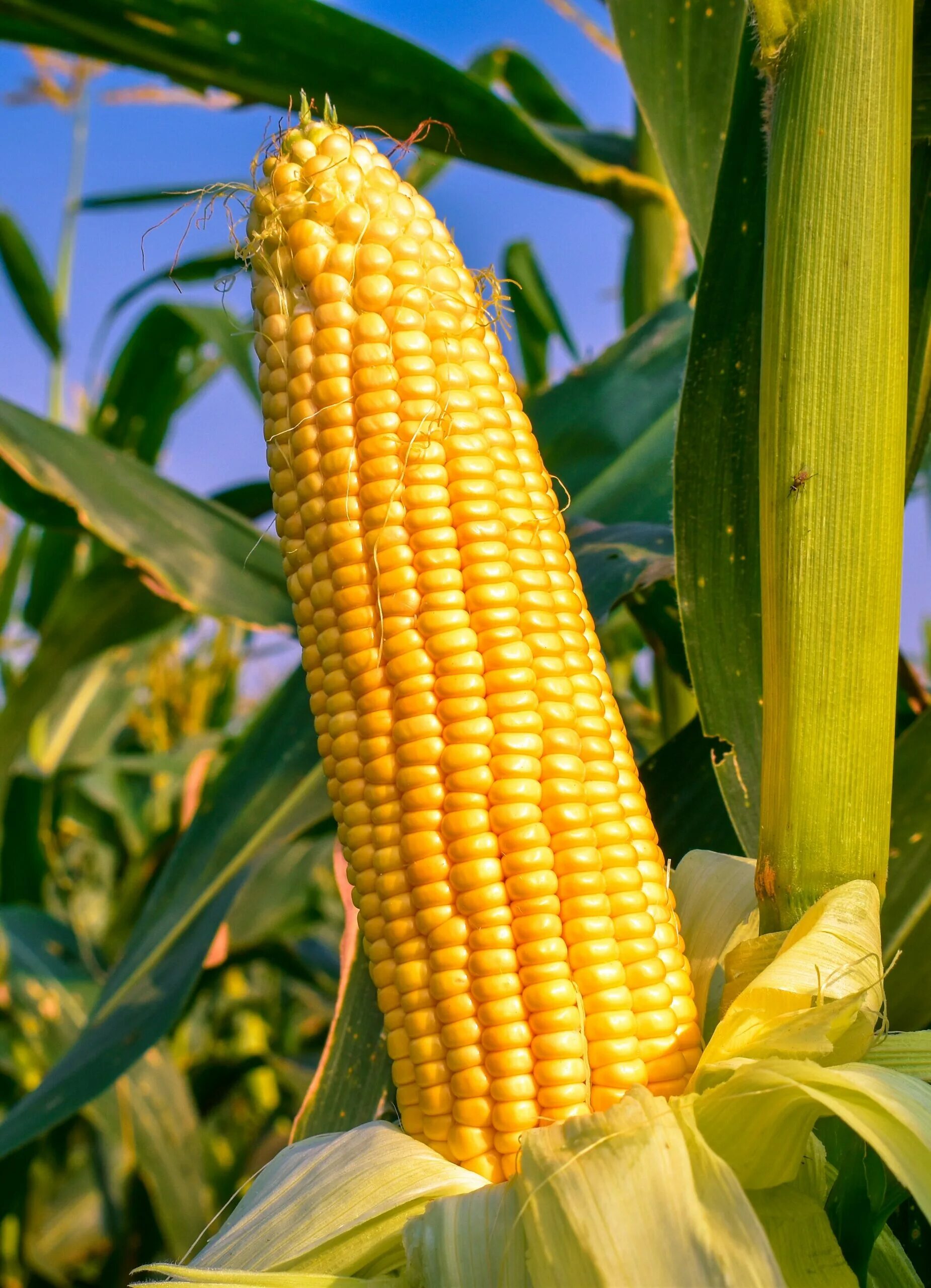 Кукуруза российская лопающаяся 3 5 г гавриш. Кукуруза сахарная тройная сладость. Кукуруза в южной америке. Кукуруза - zea mays. Кукуруза сахарная лакомка 121.