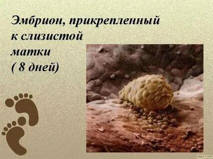Прикрепление зародыша к матке