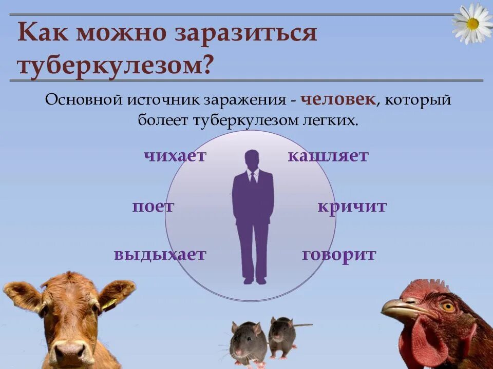Заражение человека. Источники заражения туберкулезом. Основной источник заражения туберкулезом. Туберкулез источник инфекции. Источники заражения туберкулезом животные.