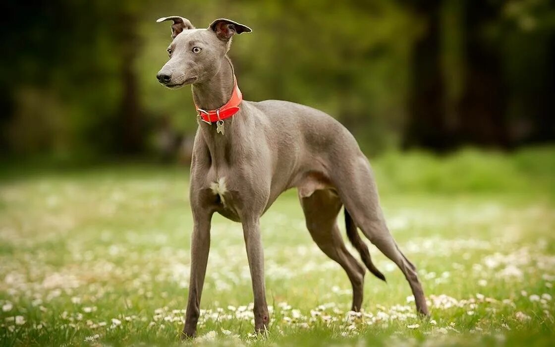 Уиппет и грейхаунд. Английская борзая уиппет. Малая борзая уиппет. Малая борзая уиппет. Уиппет описание.