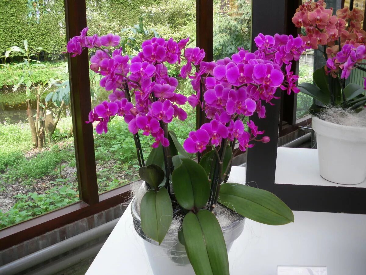 Комнатный цветок Орхидея фаленопсис. Орхидея фаленопсис цветение. Фаленопсис эйфория. Фаленопсис мелкоцветущий.