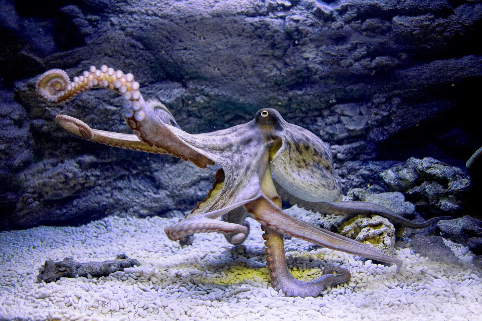 Тихоокеанский осьминог. Дальневосточный гигантский осьминог. Гигантский Тихоокеанский осьминог. Осьминог фото. Спрут 8 букв