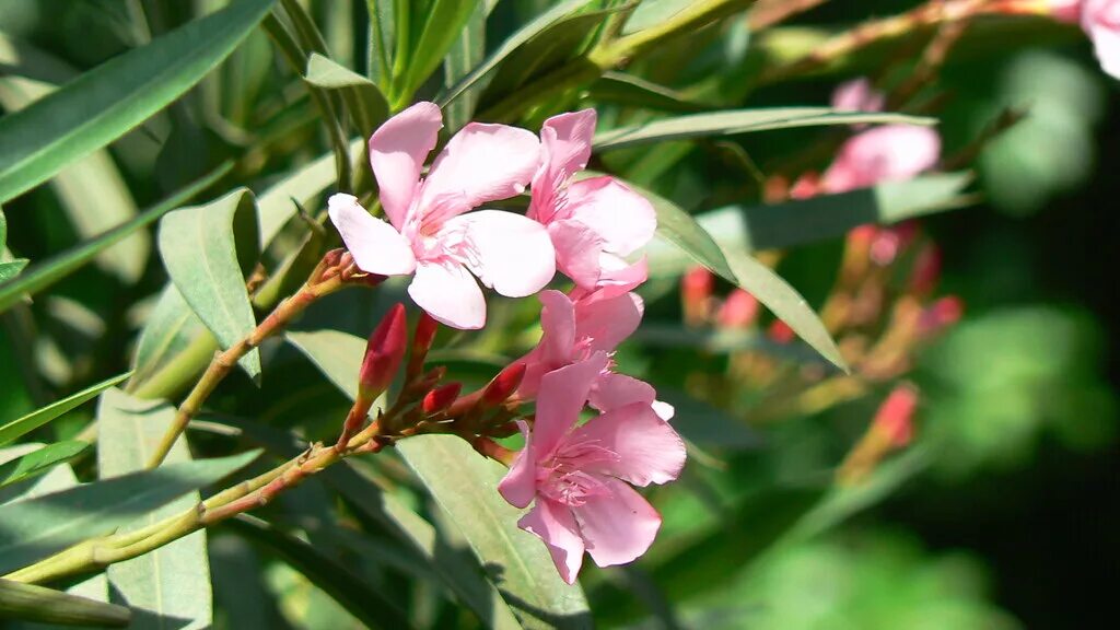 How to Plant Flowers Oleander For Flowering Fast For Ornamental Plants At Home -