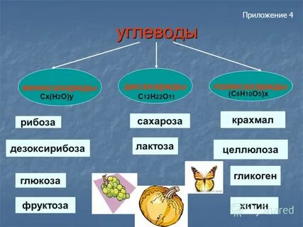 Углеводы 6 класс биология определение