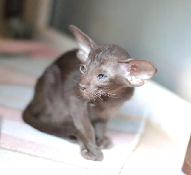 ориенталы в нижнем новгороде. ориенталы в нижнем новгороде. ориенталы. ориенталы в нижнем новгороде. ориентальная кошка купить в новосибирске.