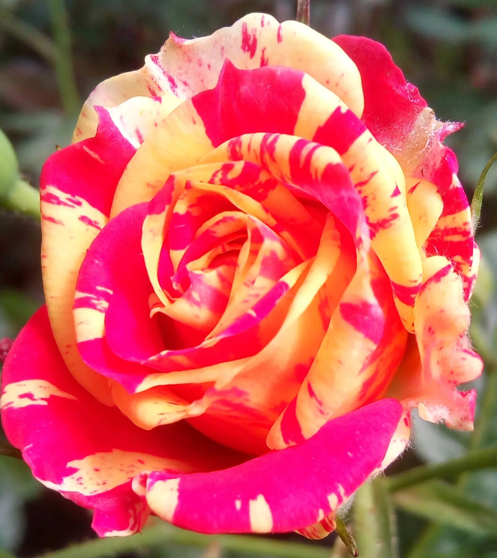 Флеш фаер. Роза спрей файер флеш. Роза файер флеш. Роза бордюрная файер флеш. Роза бордюрная файнер флеш.