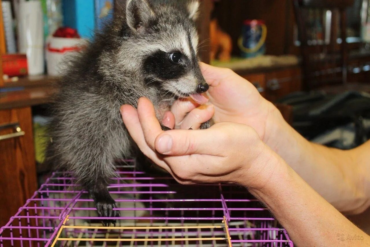 Стоит завести енота. Енот-полоскун. Енот-полоскун. Енот-полоскун. Енот-полоскун в неволе.