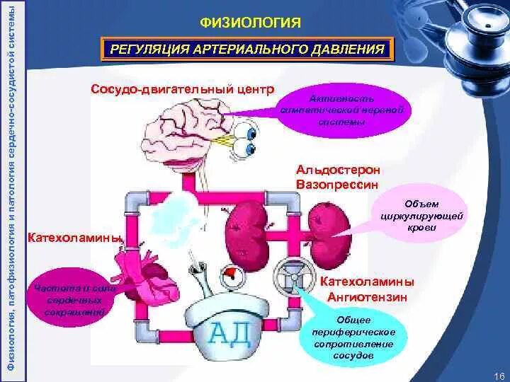 Схема регуляции артериального давления. Физиологические механизмы регуляции артериального давления. Среднесрочные механизмы регуляции артериального давления. Механизмы регуляции артериального давления патофизиология. Центр регуляции кровяного давления