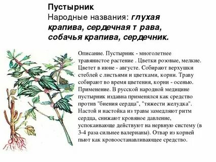 Трава пустырника польза и вред