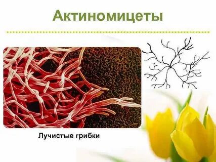 Лучистый что может быть