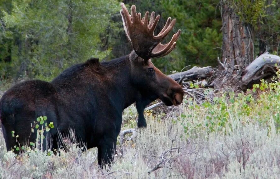 Лоси в америке. Ильменский заповедник Лось. Лось Северной Америки. Сохатый Амурская область. Лось Джергинский заповедник.