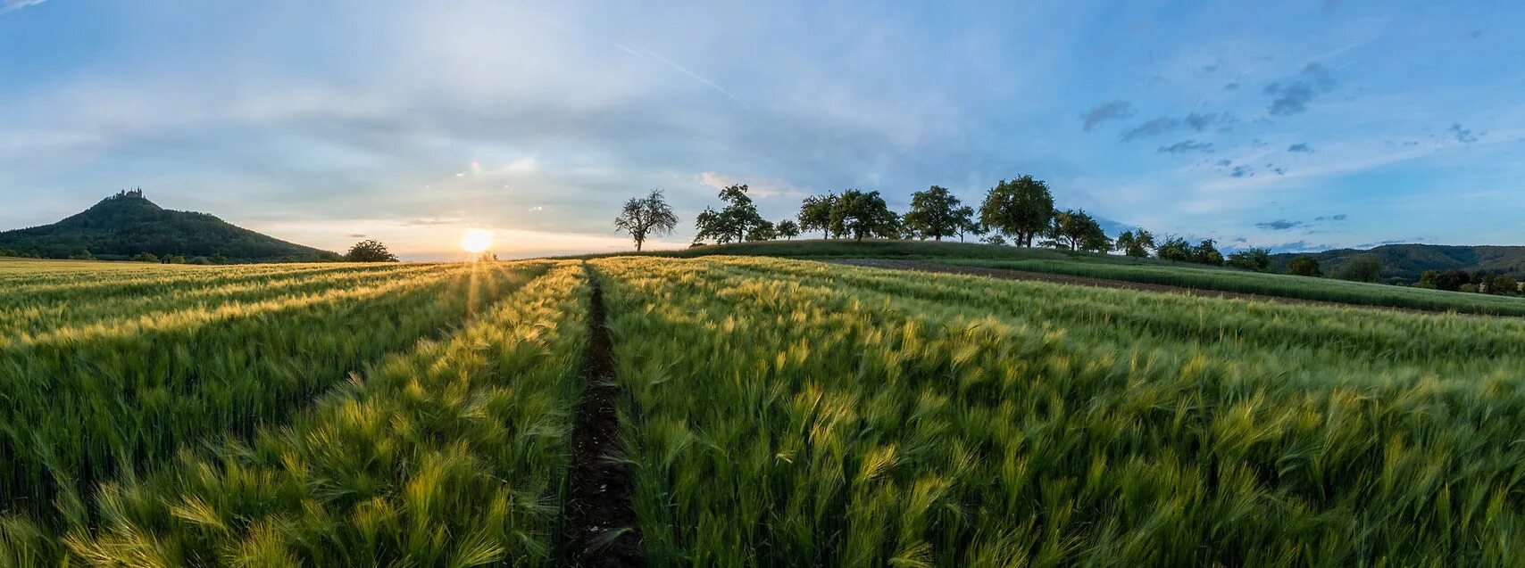 True fields. Ячменное поле. Ячменивое поле Екатеринбург.