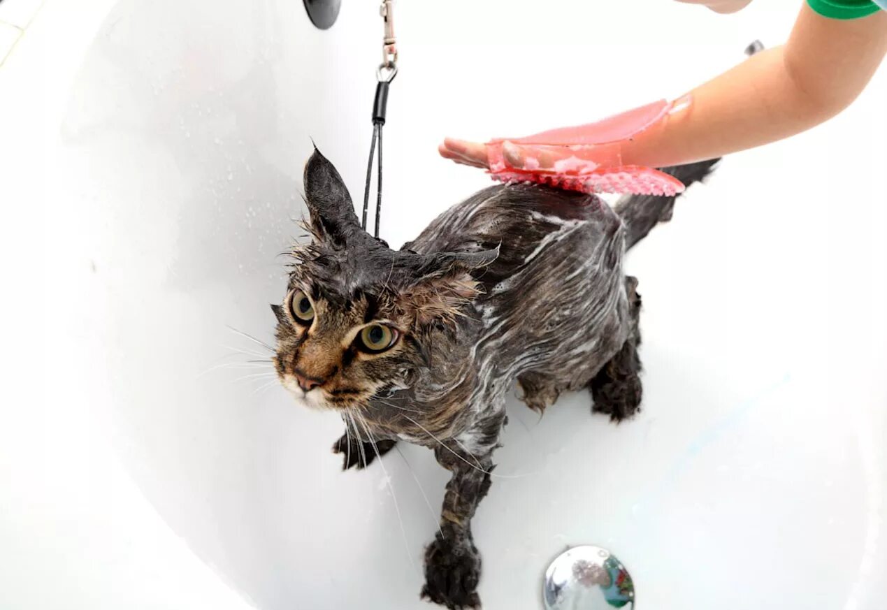 Можно мыть кошек шампунем для людей. Мытье кошки. купание кошки. помытый кот. кота моют.