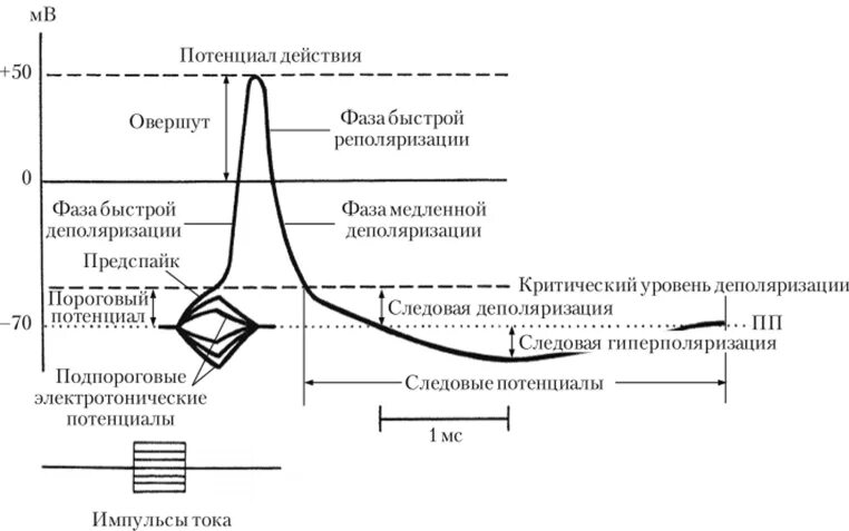 Потенциал действия. Схема потенциала действия физиология. Стадии потенциала действия физиология. График потенциала действия. Стадии потенциала действия физиология.