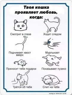 Кошка твои глаза