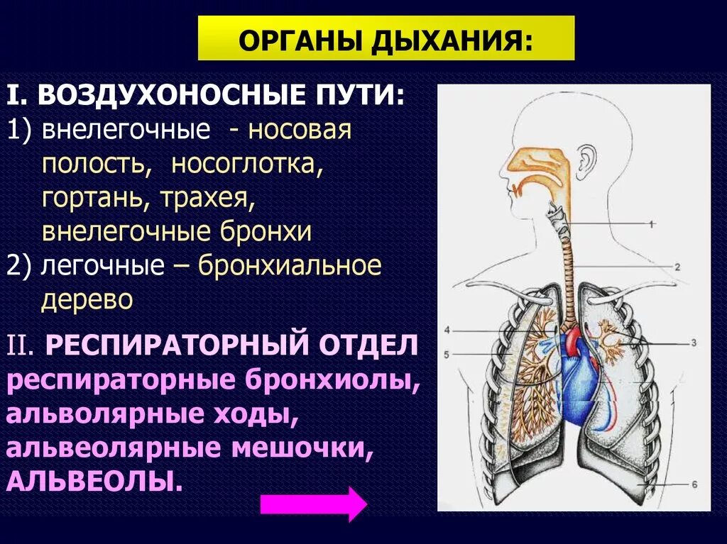 Дыхательная система: воздухоносные…. Воздухоносные пути дыхательной системы. Дыхательная система воздухоносные и респираторные отделы. Функции респираторного отдела дыхательной системы. Роль дыхательной системы 3 класс