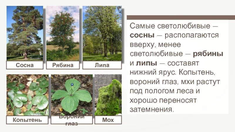 Лабораторная работа изучение экологических ниш разных видов