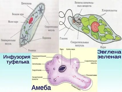 Амеба относится к эукариотам