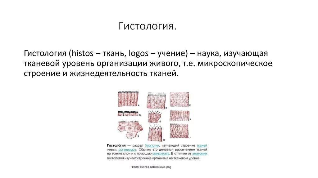 Гистология типы тканей. Гистология тканей классификация функции. ткани. типы тканей. гистология. понятие ткань гистология. строение тканей собаки изучает наука.