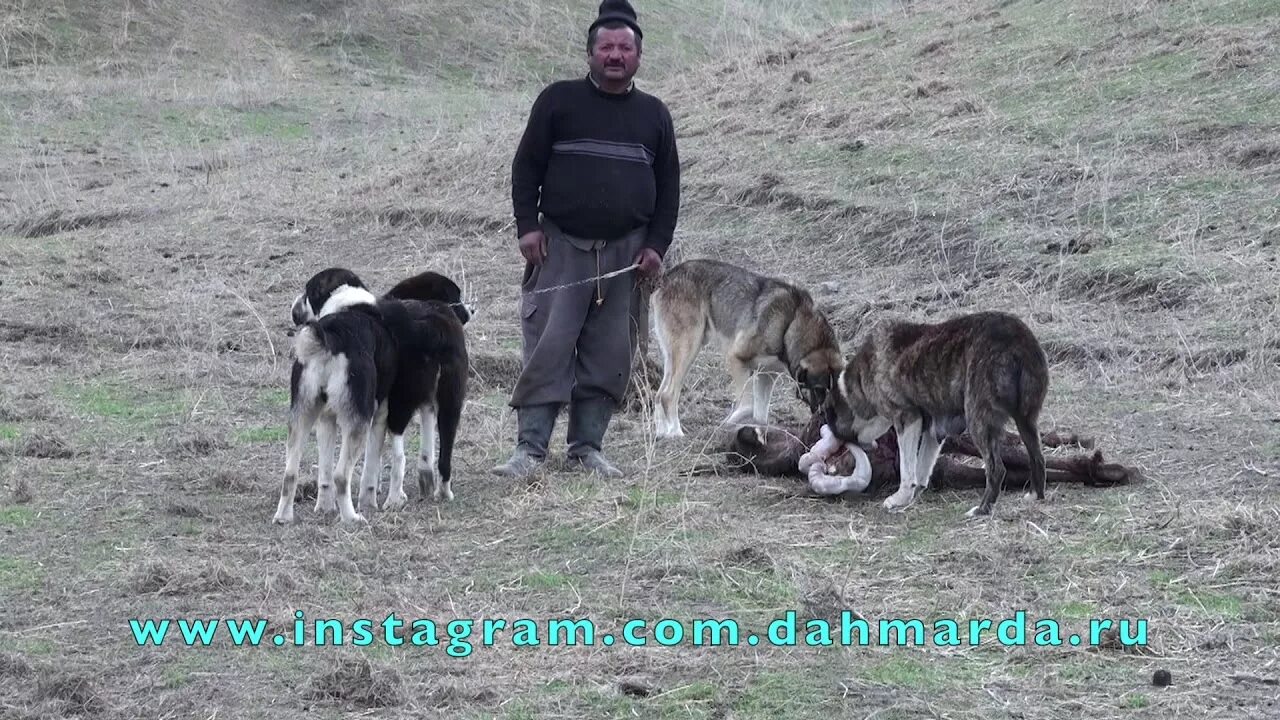 Саг чанг. Среднеазиатская овчарка Аборигенная. Волкодав саги дахмарда. Сагчанг алабай. Аборигенные САО Таджикистана.