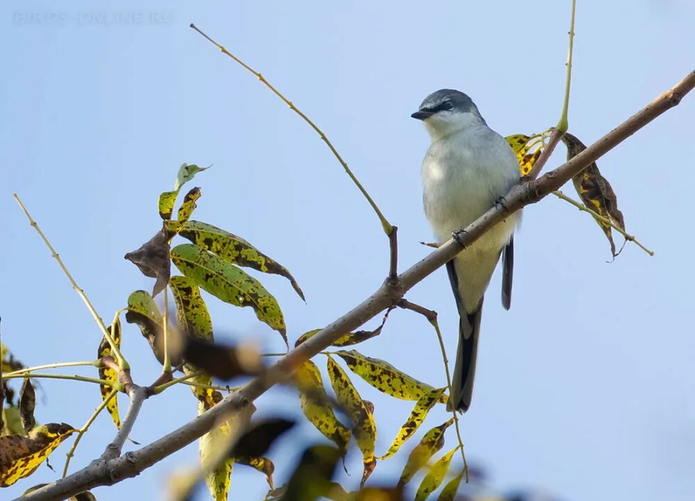 Преудивительная у нас водится птичка впр 7. Личинкоед серый (Pericrocotus divaricatus). Личинкоед птица. Птицы обитающие в Анапе. Птицы обитающие Турции.