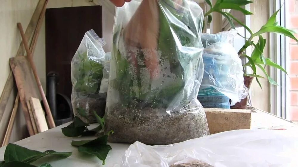 Грязный пакет. Целлофановый корень. Хрен овощ. Целлофановый корень. Целлофановый корень.