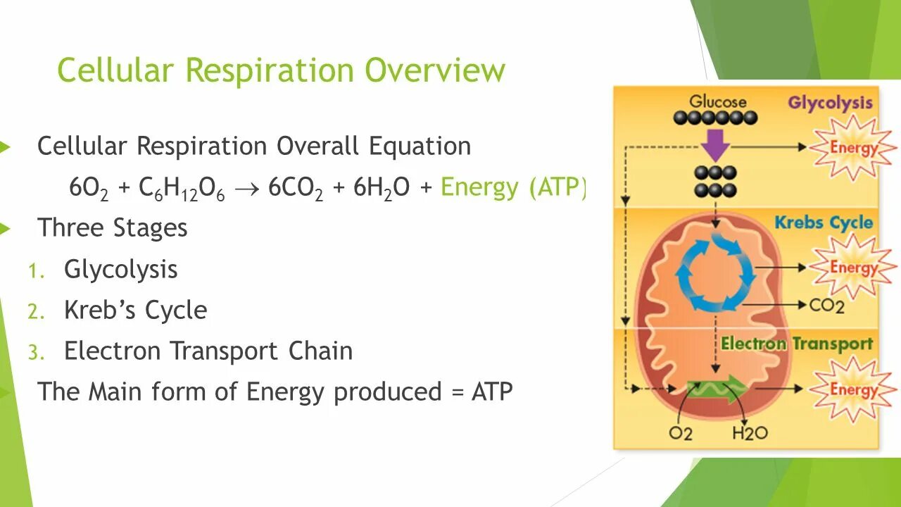 Cellular что это. Cellular respiration equation. stages of the respiration. cellular. cellular перевод.