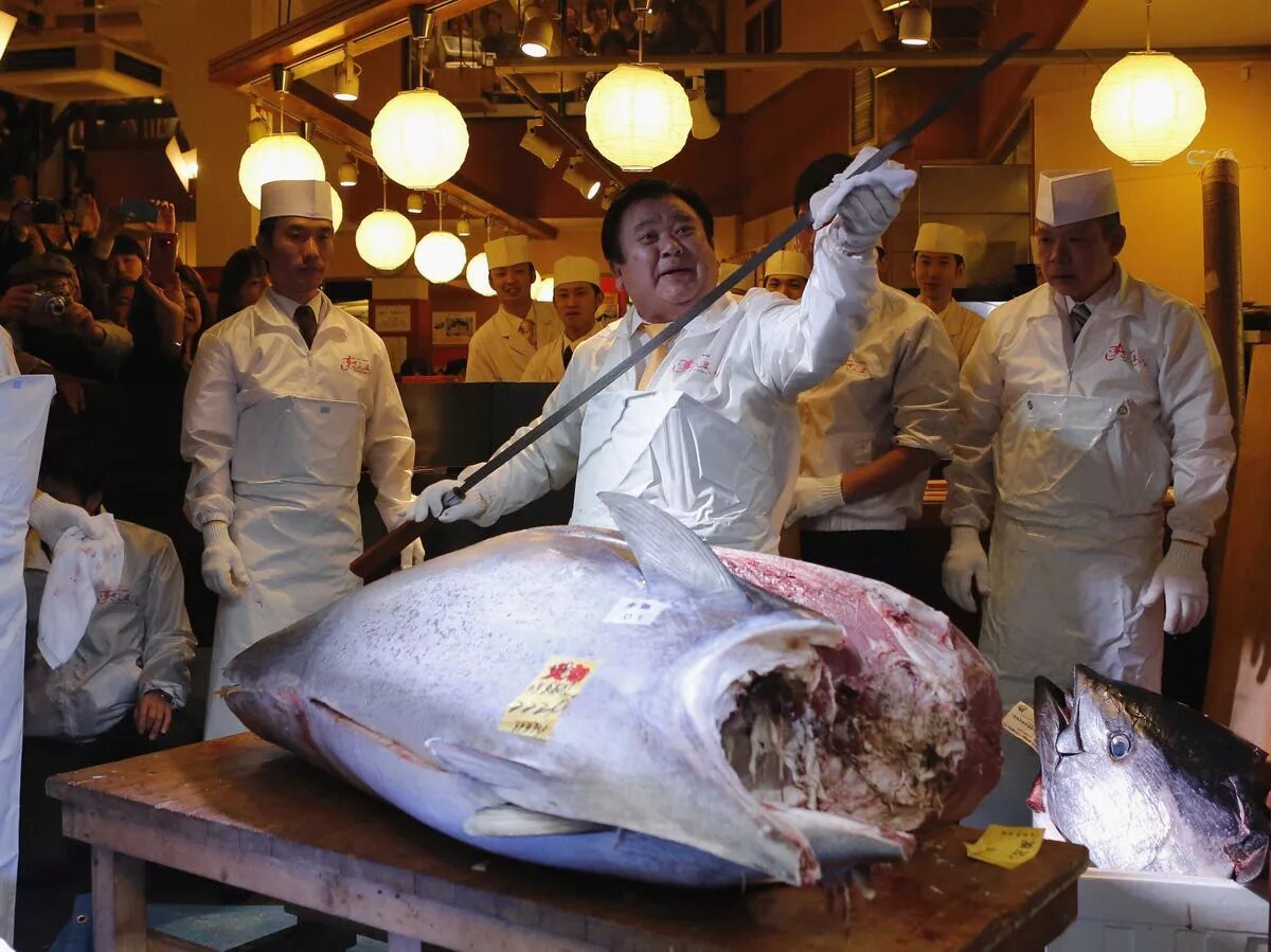 Мясо дорогих рыб. Гигантский голубой тунец. Самая дорогая рыба.