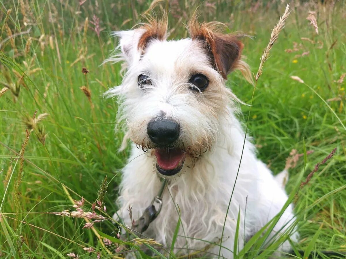 Жесткошерстный рассел терьер. Джек-рассел-терьер жесткошерстный. Жесткошерстный рассел терьер. Джек рассел терьер жëсько жерстный. Длиношерстныйджек рассел терьер.