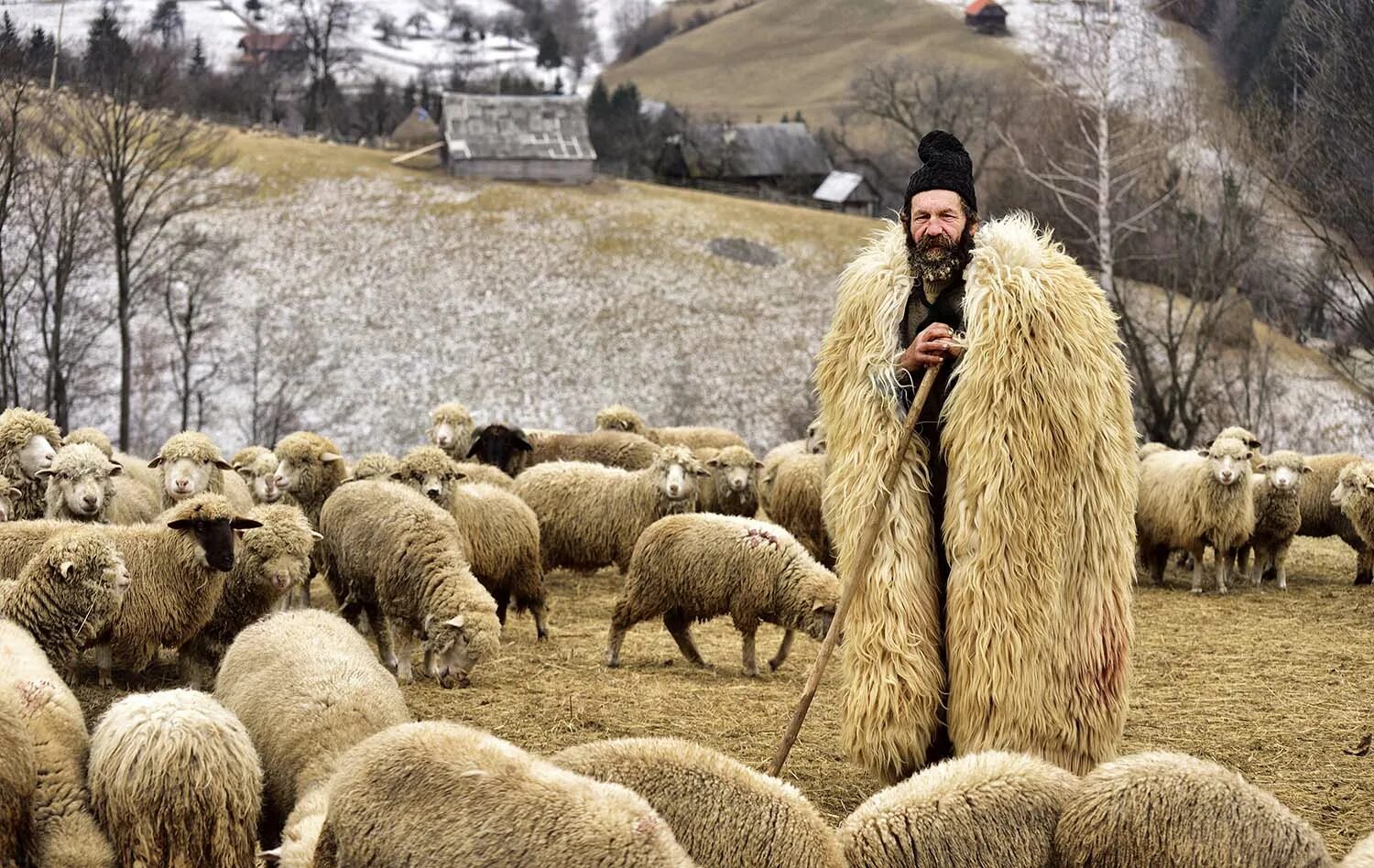 Пасу овечек. Чабан пастух Кавказ. Пастух Дагестан. Чабан пастух овец. Дагестанская Чабанская бурка.