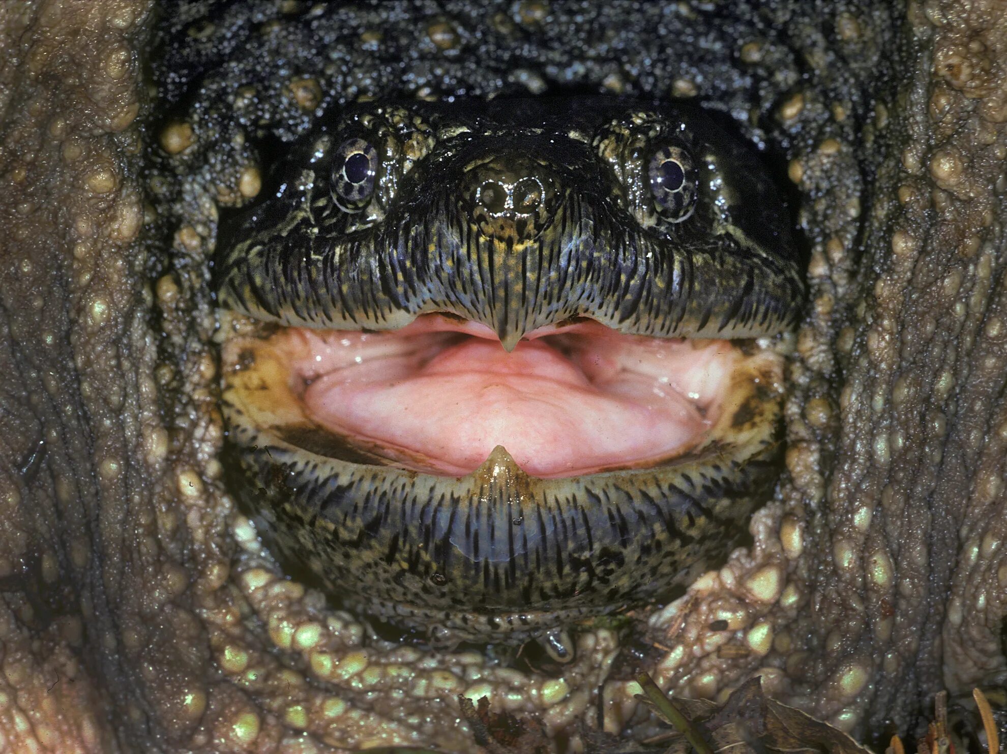Пасть кожистой черепахи. Рот черепахи красноухой зубы.