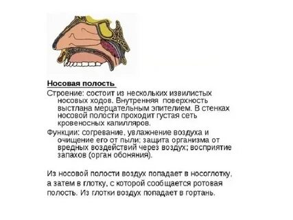 Полость состоять