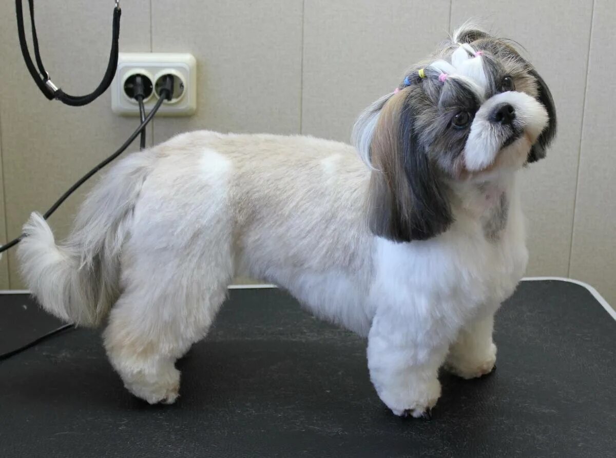 Стрижки ши тцу для мальчиков. Гигиеническая стрижка ши тцу. Ши тцу стрижки. Ши тцу стрижки. Как подстричь ши тцу.