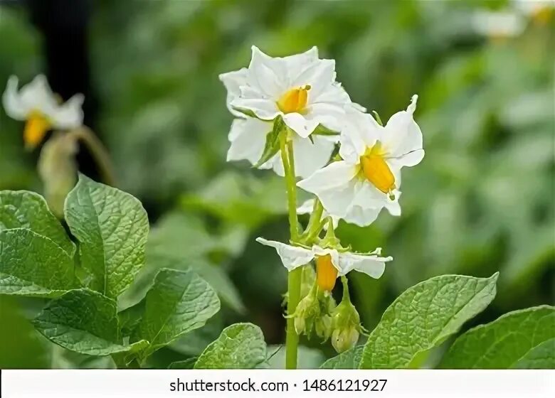 Цветки картофеля лечение бад. Цветок картофеля фото. Цветок картофеля фото. Month horse flower potato book. Month horse flower potato book.