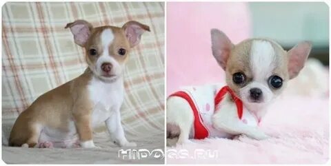 Чихуахуа пеленка