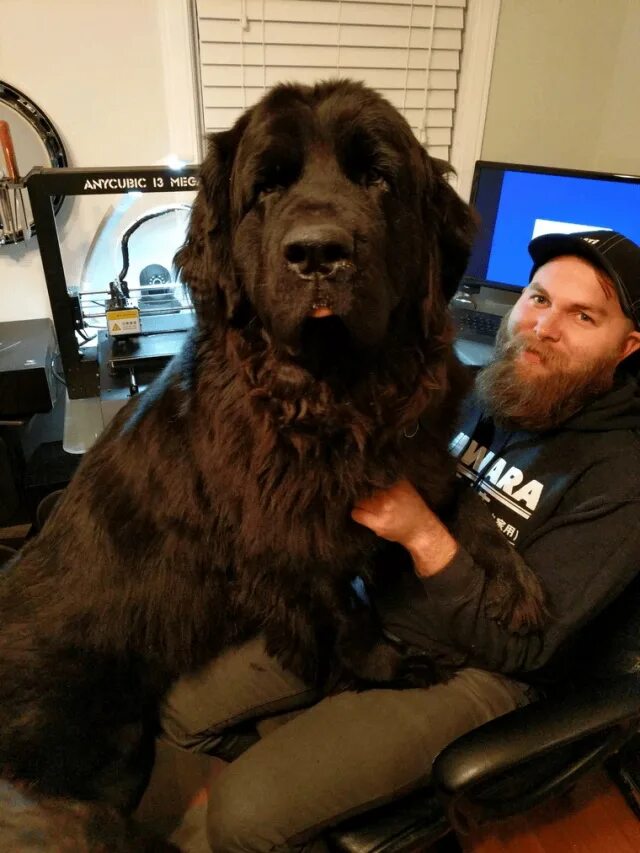 американский сенбернар. более большая. собака водолаз ньюфаундленд с человеком. более большая. немецкий дог по кличке зевс.