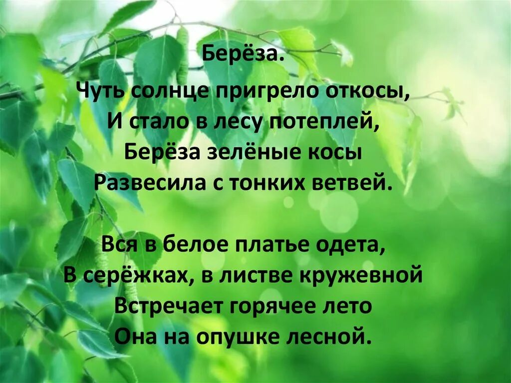 Пригревает солнышко наступили теплые. Береза чуть солнце пригрело. Чуть солнце пригрело откосы и стало в лесу. Береза чуть солнце пригрело откосы и стало в лесу потеплей. Берёза чуть солнце.