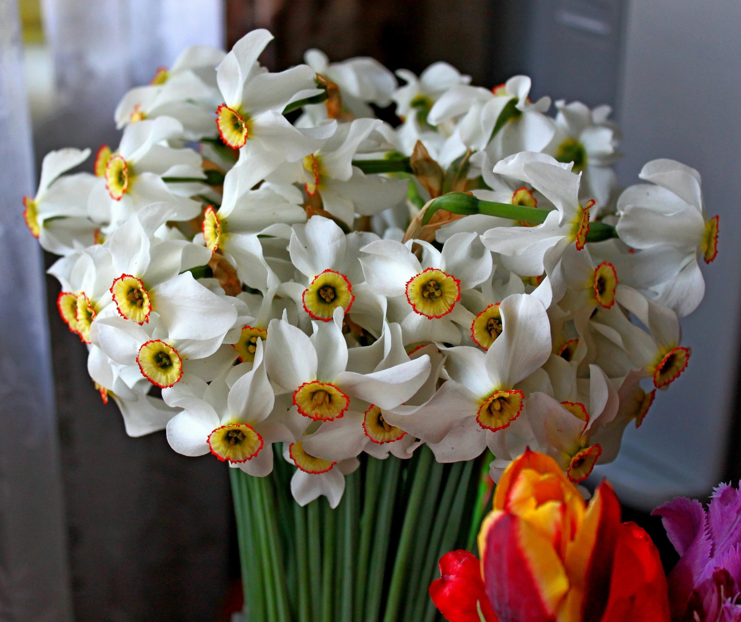 Нарцисс carlton букет. Фрезия нарциссы. Нарцисс букетный. Цветы нарциссы букет. Букет цветов нарциссы.