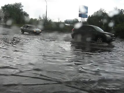 Старая русса дубовицы