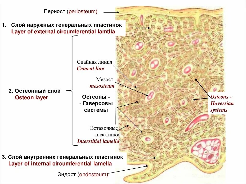 Пластинчатая костная ткань периост. Генеральные пластинки кости гистология. Костная ткань с надкостницей гистология. Пластинчатая костная ткань генеральные пластинки. Пластинчатый слой
