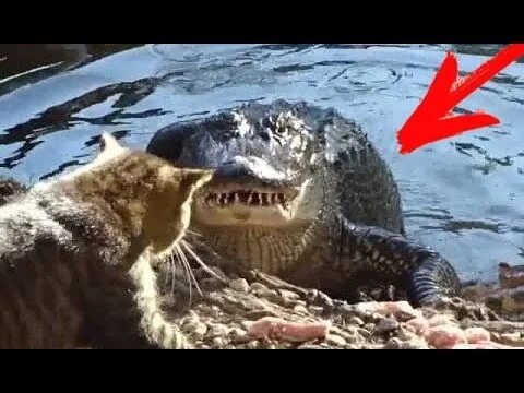 Кот и крокодил. Кот сражается с крокодилом.