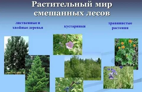 растения и животные в смешанных лесах: 2 тыс изображений найдено в Яндекс  Картинках