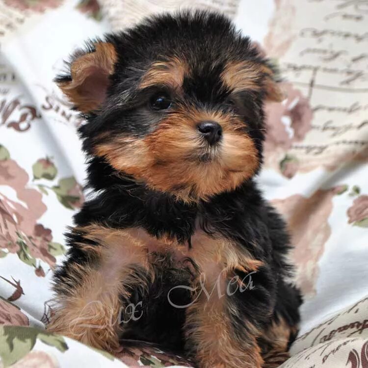 нина насибова питомник петербургская орхидея. щенки цвергпинчера спб. аусси черный триколор щенки. той пудель мальтипу. петербургская орхидея мини.