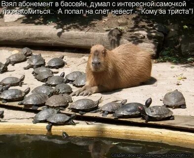 Бобр прикол