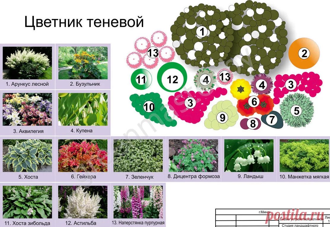 Стандартный размер цветника. Схема миксбордера непрерывного цветения. Схема посадки миксбордера из многолетников. Миксбордер непрерывного цветения многолетников схема. Клумбы миксбордеры непрерывного цветения.