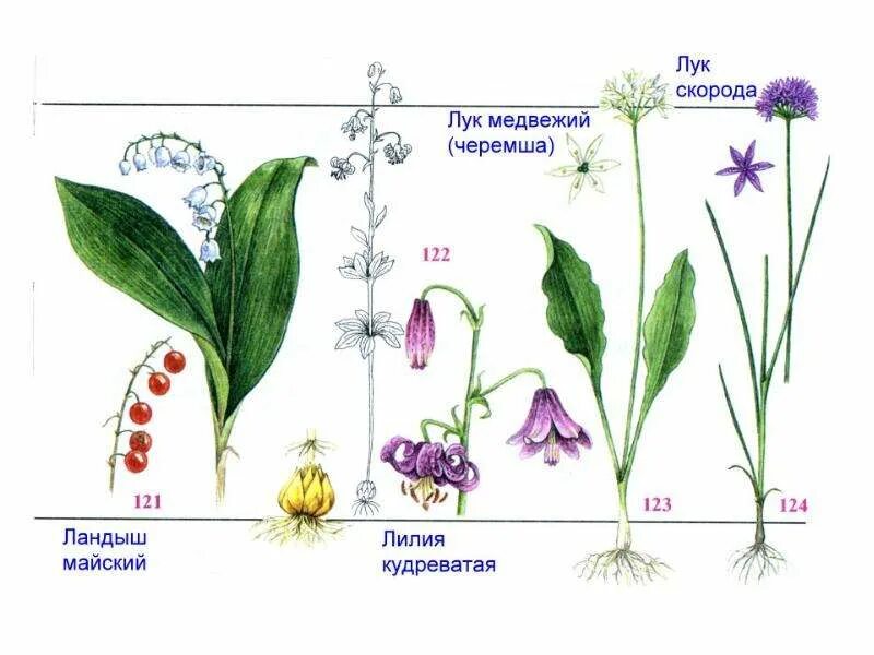Лук покрытосеменное растение
