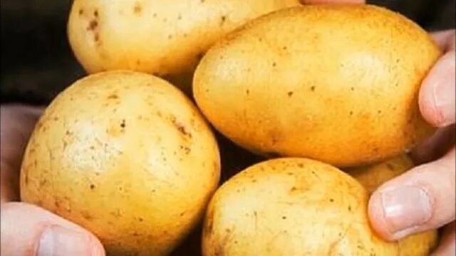 Сорт адретта. Адретта вкусовые качества. Адретта вкусовые качества. Семенной картофель. Адретта.